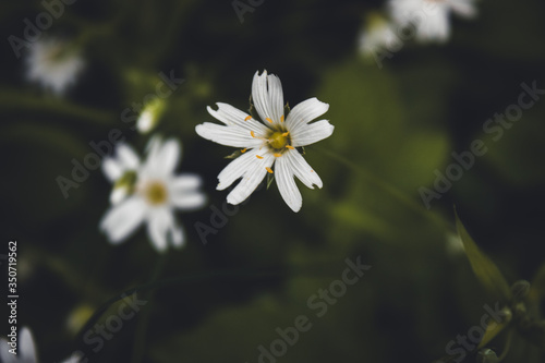 Natural green and black background with beautiful white flowers close up © YULIA_ZOLOT
