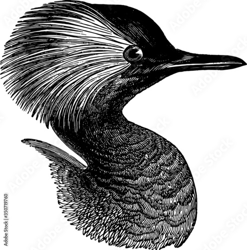 Vintage Grebe, Vector Drawing of a 19th century engraving