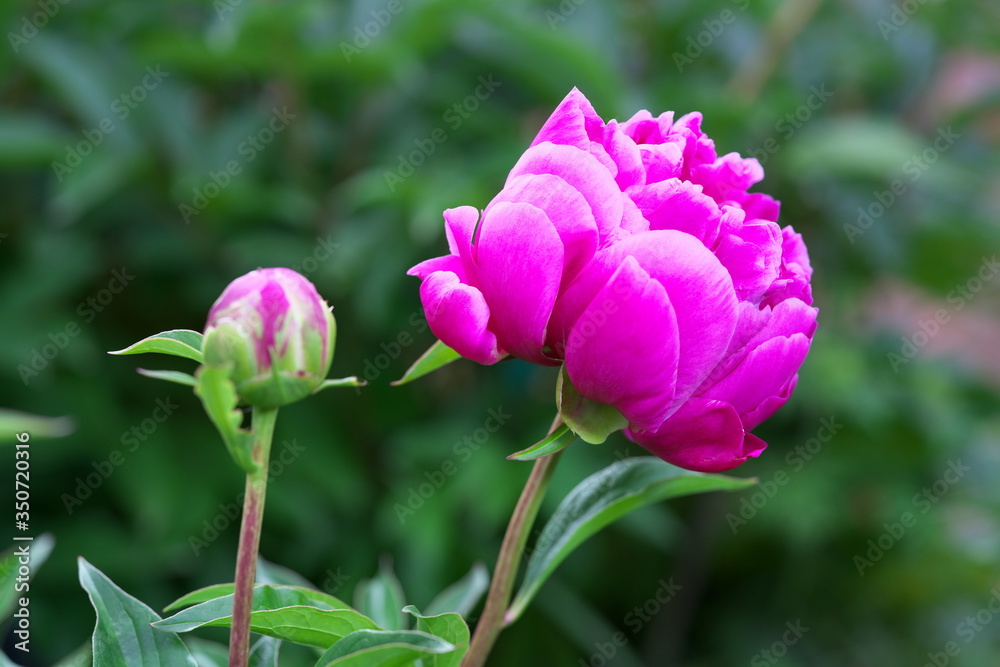 Tokyo,Japan-May 18, 2020: Closeup of red Chinese peony flower at dawn
Tokyo,Japan-May 18, 2020: Closeup of red Chinese peony flower at dawn