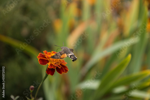 Macroglossum stellatarum fly over flower photo