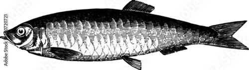 Hand Drawn illustration of a Herring