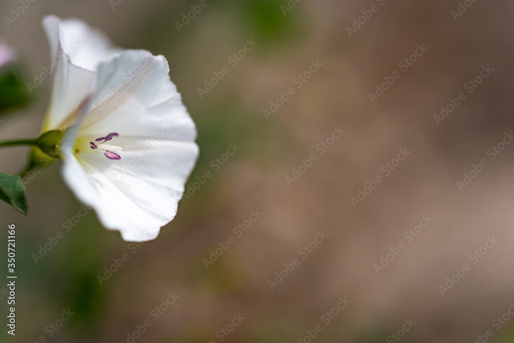 Fototapeta premium white flowers of a tree