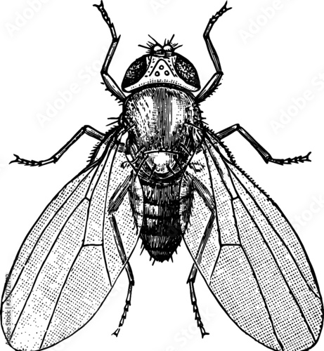 Vintage Hand Drawn illustration of a House Fly Drawing