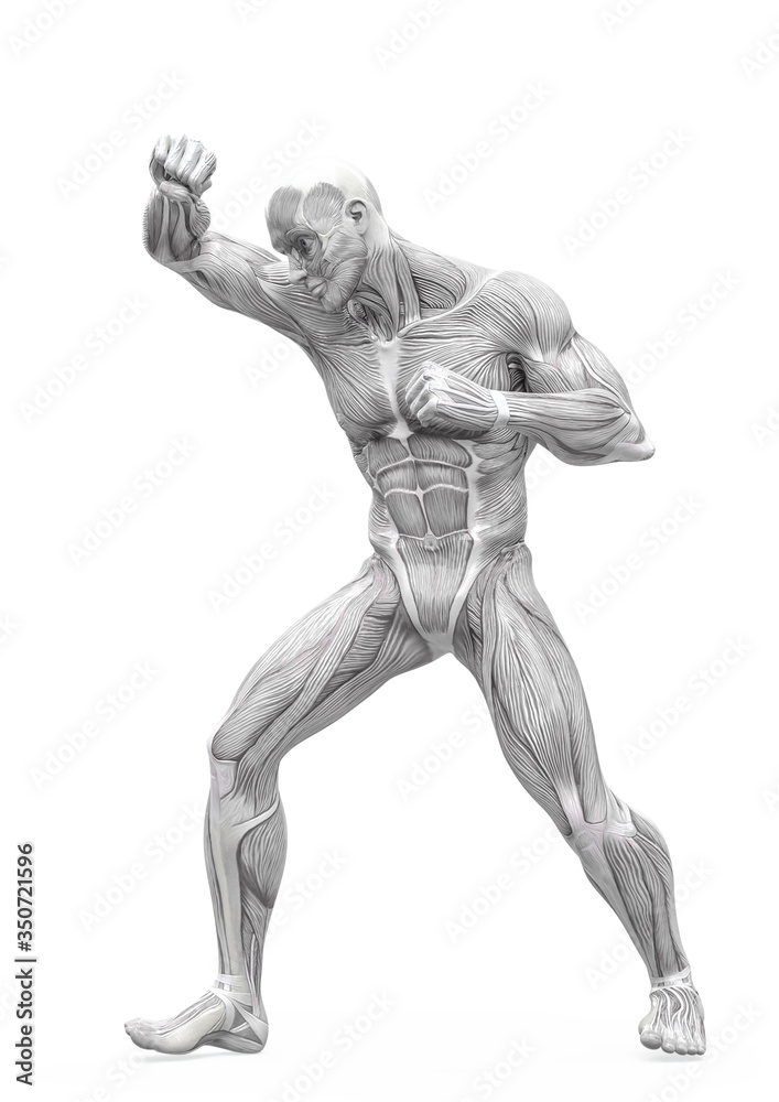 muscleman anatomy heroic body doing a fight pose in white background muscleman anatomy heroic body doing a fight pose in white background