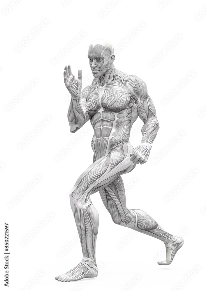 muscleman anatomy heroic body doing a fight pose one in white background muscleman anatomy heroic body doing a fight pose one in white background