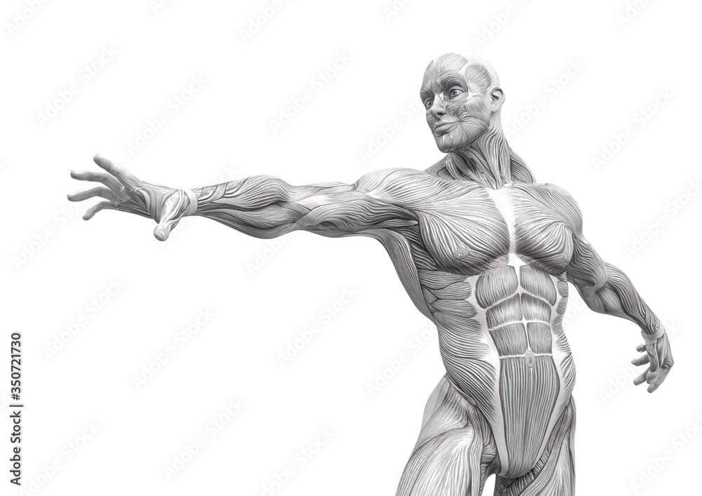 muscleman anatomy heroic body is trying to reach in white background muscleman anatomy heroic body is trying to reach in white background