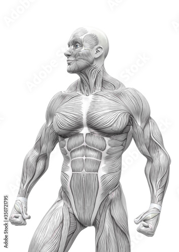 muscleman anatomy heroic body looking right in white background © DM7