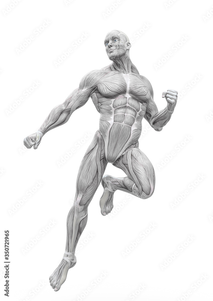 muscleman anatomy with a heroic body is floating in white background muscleman anatomy with a heroic body is floating in white background