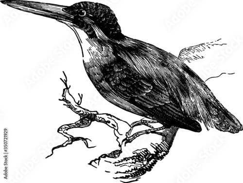 Old Vintage Drawing of a Kingfisher 