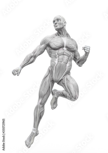muscleman anatomy with a heroic body is floating in white background