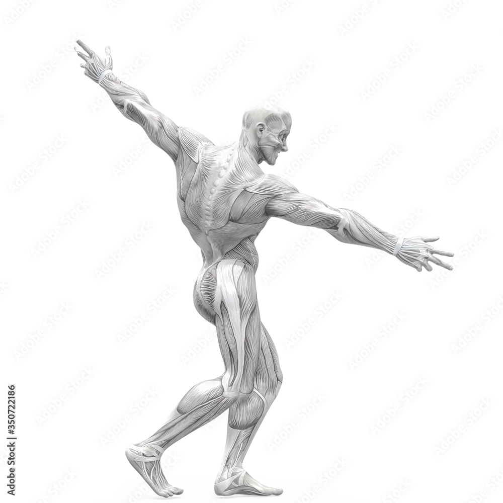 muscleman anatomy heroic body doing a bodybuilder pose nine in white background