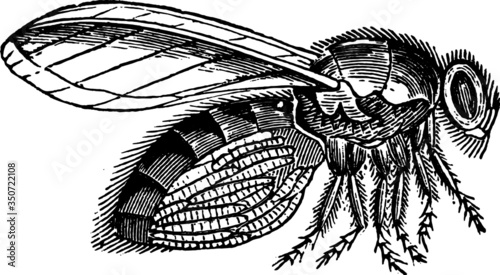 Artists Sketch of a large Grey Blow Fly