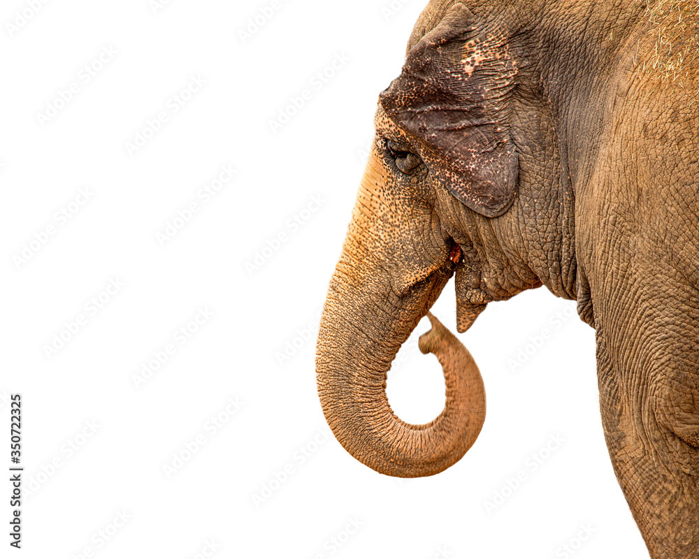 Obraz premium Asian Elephant Curling Trunk Closeup Isolated