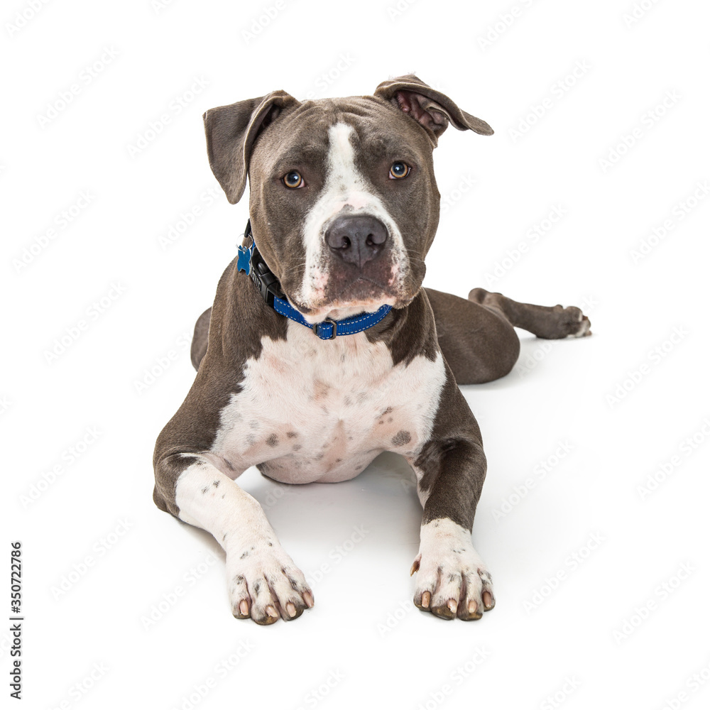 Attentive large pet dog lying isolated Attentive large pet dog lying isolated