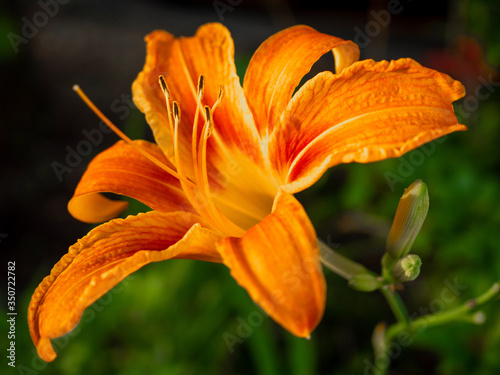 close view of orange lily in the garden in June photo