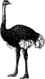 Old drawing of a Long Legged Ostrich