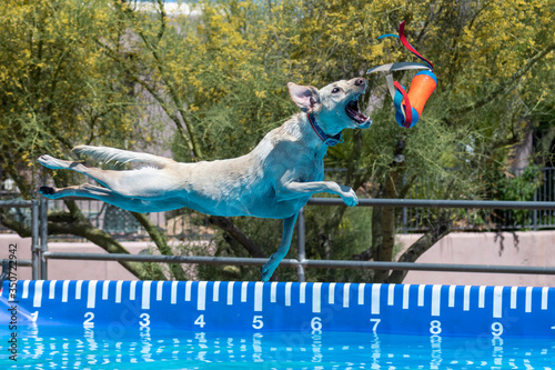 Photography Yellow Labrador Retriever over the water catching a toy