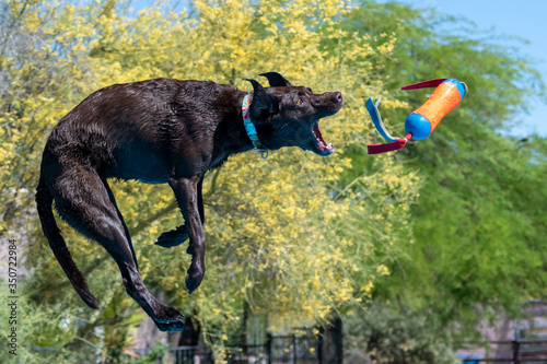 Brown Labrador Retriever catching a toy in mid air