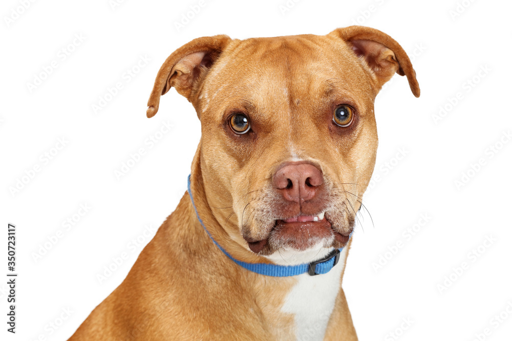 Cute calm pet dog with underbite closeup isolated