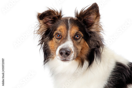 Closeup pet border collie dog studio isolated © adogslifephoto