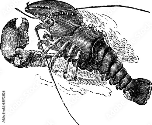 Drawing of a Maine Sea Lobster Drawing