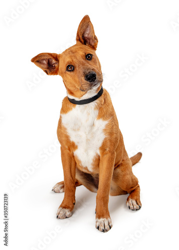 Cute listening pet dog mixed breed head tilt isolated © adogslifephoto