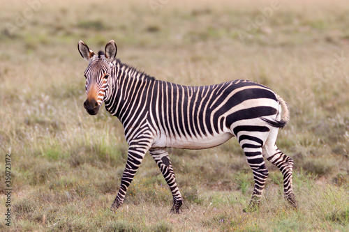 One adult Cape Mountain Zebra in South Africa