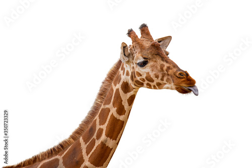 Photography Funny Giraffe Sticking Out Tongue Closeup
