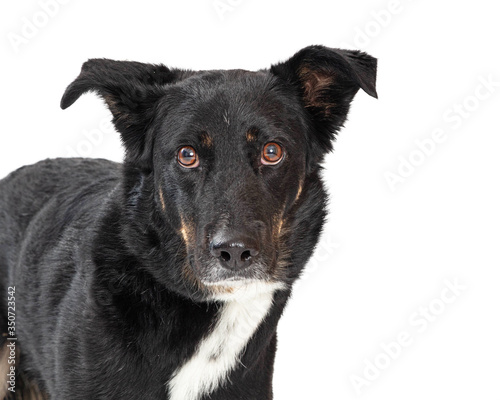 Listening pet black dog isolated