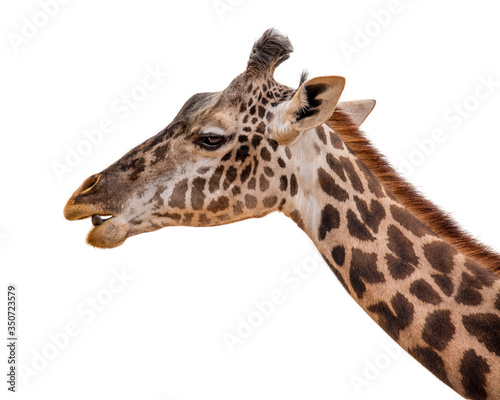 Masai Giraffe Profile Closeup Isolated