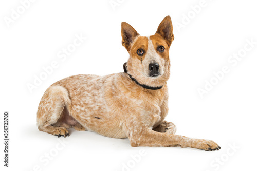 Wallpaper Mural Sad sweet pet mixed breed dog lying isolated Torontodigital.ca