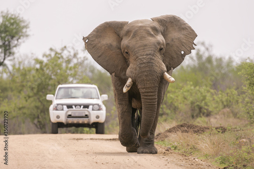 Large bull Elephant walking down a gravel road in the Kruger park South Africa whilst a car waits behind