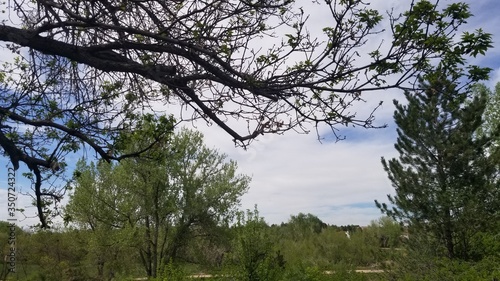 trees and sky in the park