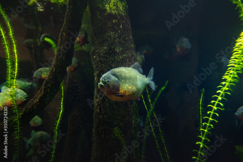 Amazonian Red piranhas under water