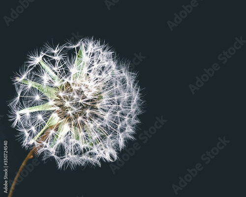 Closeup single dandelion or Tampopo  The flower of hope isolated on black background with copy space for text