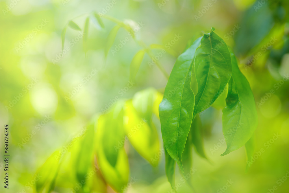 Obraz premium Choose the focus point on the leaf,The leaves are fresh green with copy space.light green.Long leaf