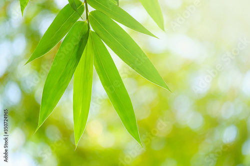 Choose the focus point on the bamboo leaf,The leaves are fresh with copy space.Close up of bamboo leaves.