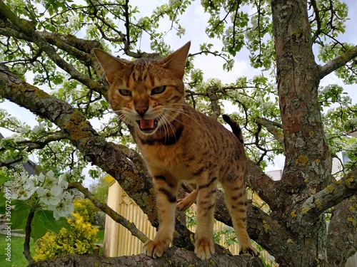 playful bengal cat with bright eyes of a spoted colormeows on a flowering pear tree