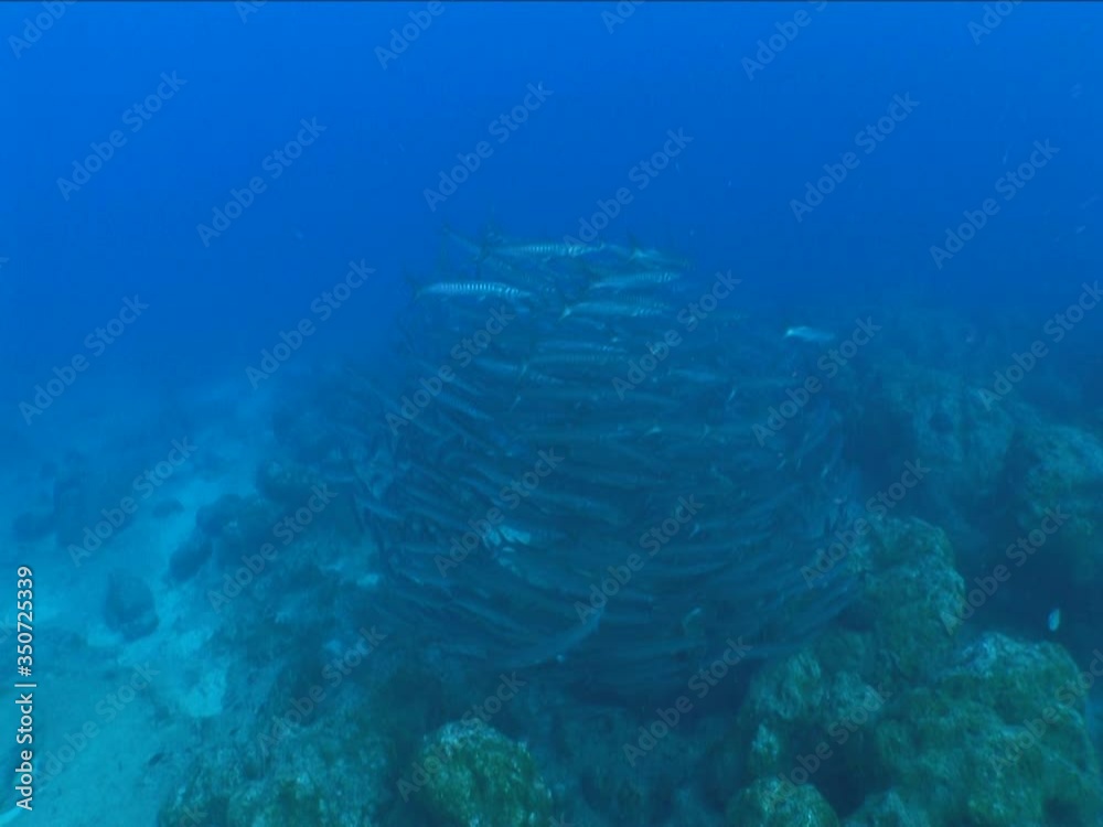 barracudas turning underwater vortex barracuda fish under ocean scenery barracudas turning underwater vortex barracuda fish under ocean scenery