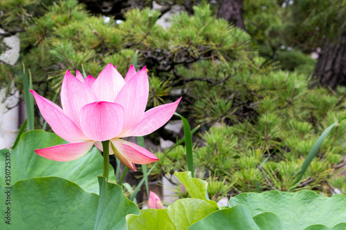 Lotus Flower at Hakusan Shrine in Niigata  Japan