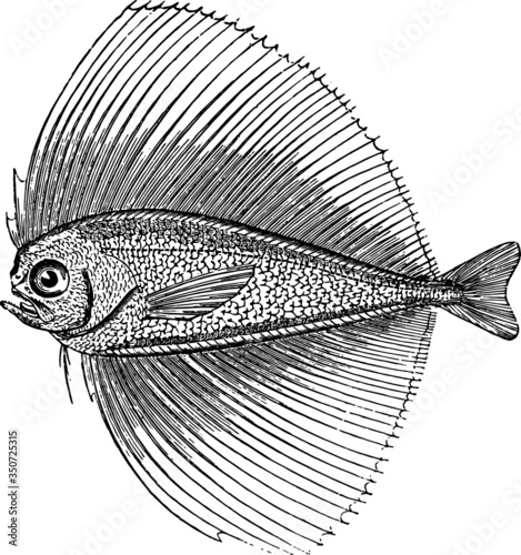 Hand Drawn illustration of a Big Fin Fish