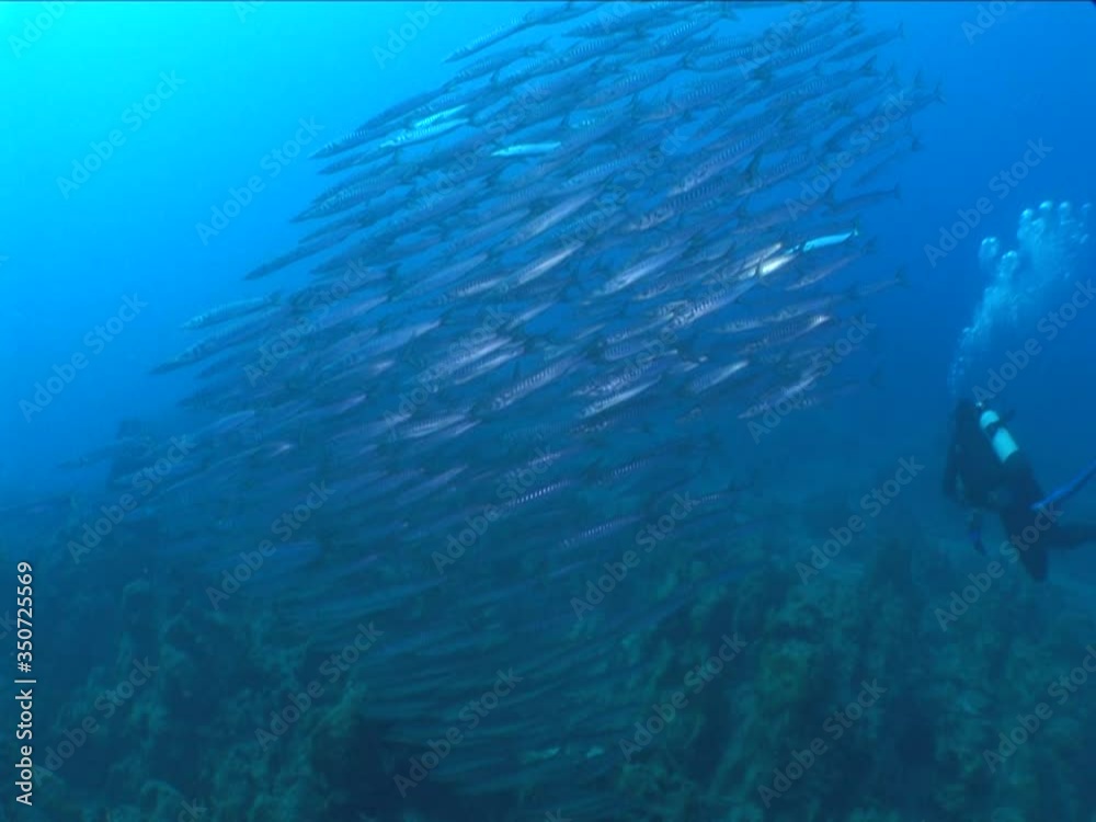 barracudas turning underwater vortex barracuda fish under ocean scenery barracudas turning underwater vortex barracuda fish under ocean scenery