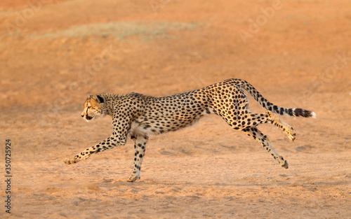 Adult male Cheetah running with sandy smooth background South Africa © stuporter