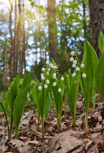 Lily of the valley  Convallaria majalis  flowers blossoming in the forest during springtime