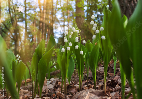 Lily of the valley  Convallaria majalis  flowers blossoming in the forest during springtime