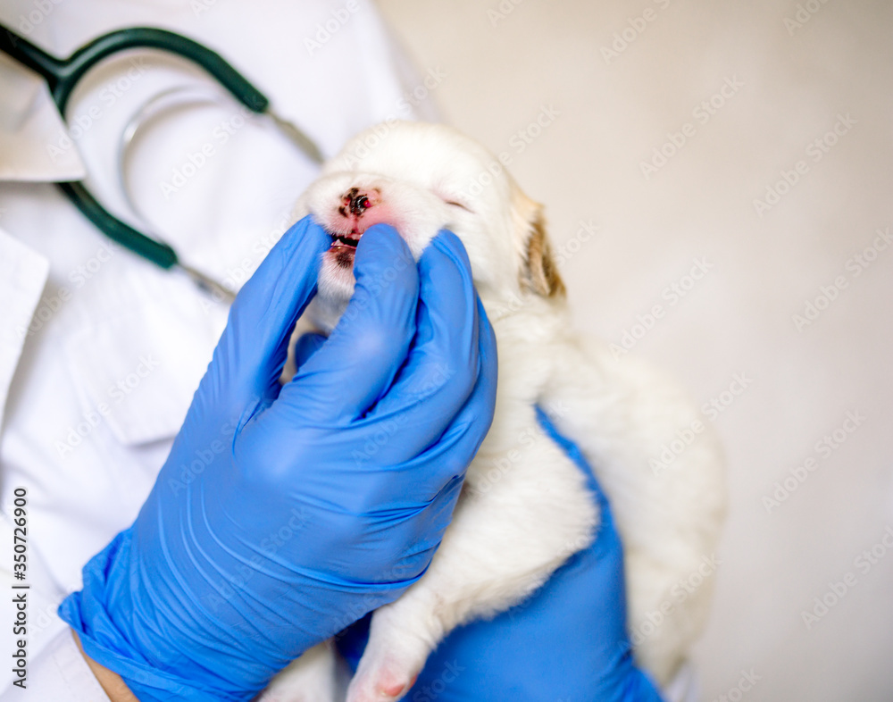 Obraz premium Thorough checkup. Closeup of a professional vet examining teeth of a puppy.Cute white puppy, dog teeth examination, vet doctor and pet. healthcare medicine. vet clinic pets.
