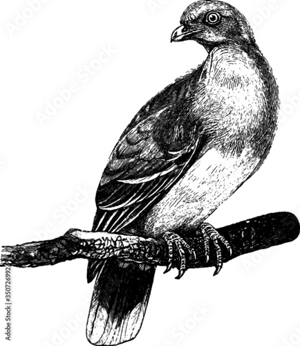 Vintage Drawing of a Perched Wild Bird Vector