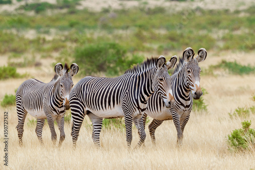 Three Grevy's Zebra in Samburu National Reserve Kenya photo
