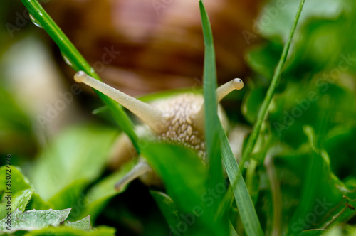 Garden snail Helix pomatia in the grass