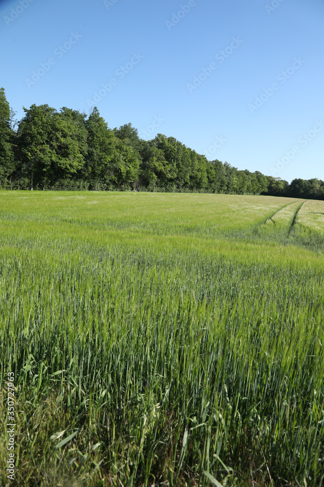 Green wheat in the field. french landscape Green wheat in the field. french landscape